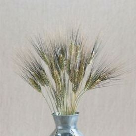 Silver Tip, Ornamental Grass Seed